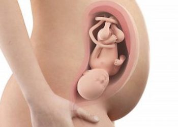 Weeks Pregnant What To Expect