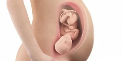 weeks pregnant