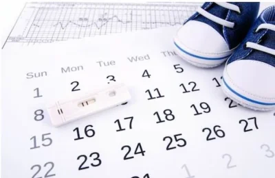 ovulation calendar