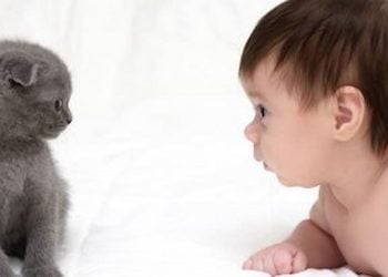 Pets Meeting Babies For The First Time