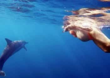 birth with dolphins