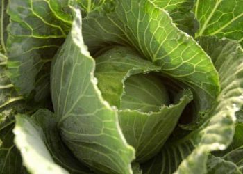 cabbage leaves breastfeeding