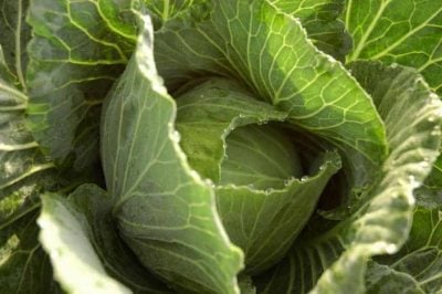 cabbage leaves breastfeeding