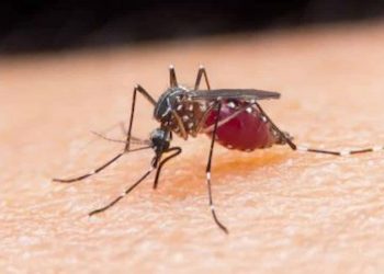 Zika virus