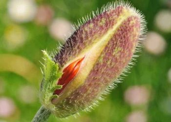 Tips For Optimal Vaginal Health A Must Read For All Women And Girls