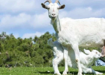 goat's milk