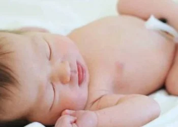 the umbilical cord
