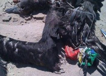 The Devastating Reason Why You Should Boycott Balloon Releases