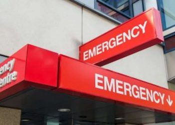 Snake and Spider Bites What Parents Need To Know